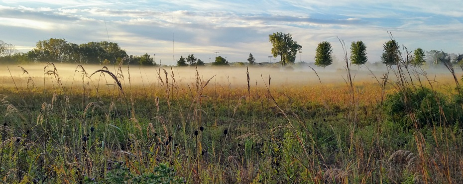 Golden Mist and Morning Blue