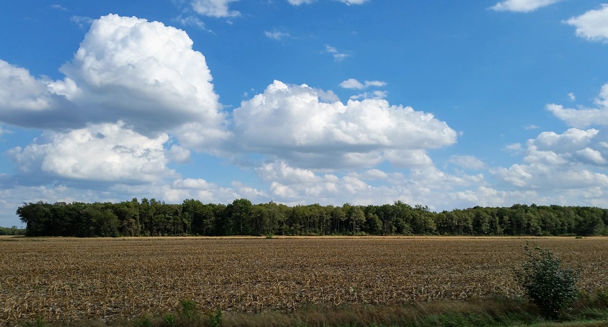 Harvesting Corn in October