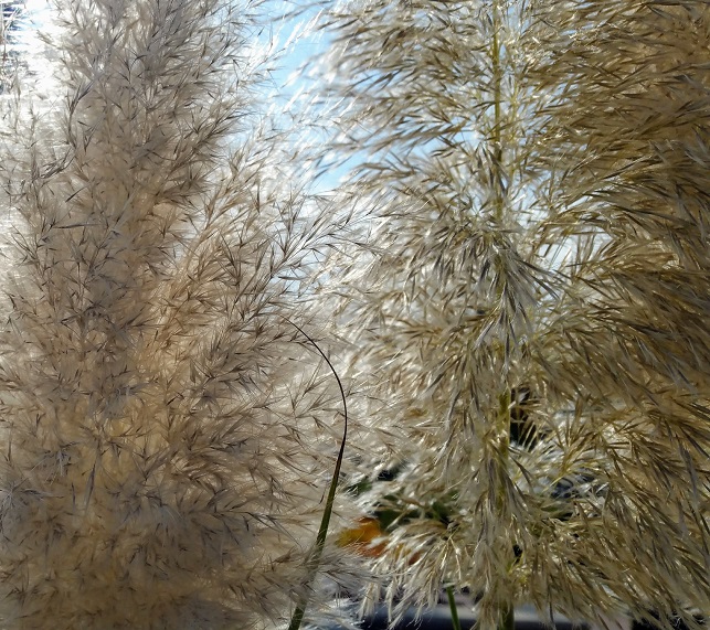 In Up Close with Sun Rays