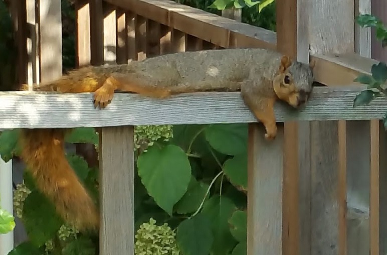 Squirrel by Frank Hubeny