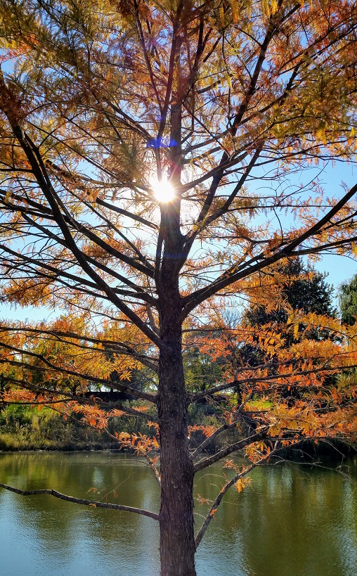 Sun in Autumn