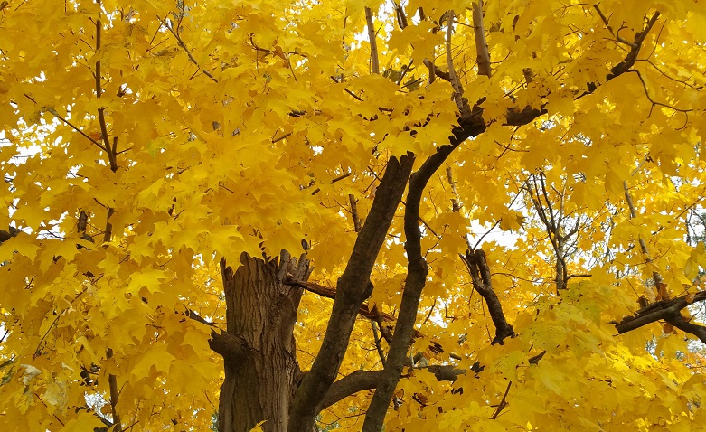 A Tree with Yellow Leaves