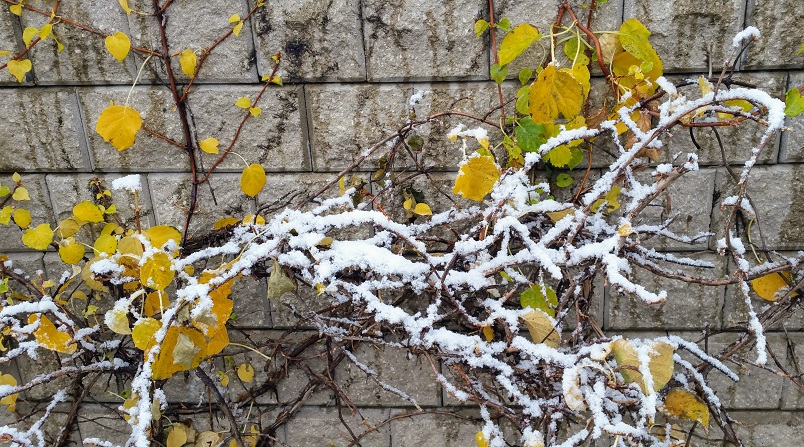 Rectangles Behind the Vine