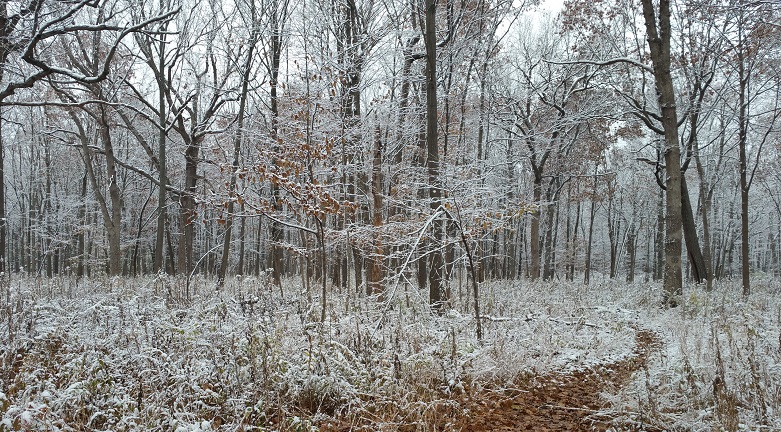 Trail of Leaves Through the Snow
