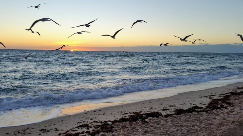 New Sun, New Day, Same Birds at Play