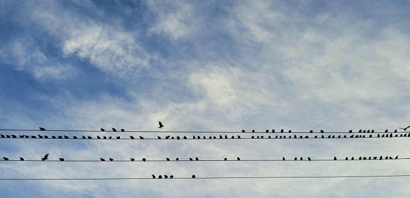 birds minding their own business