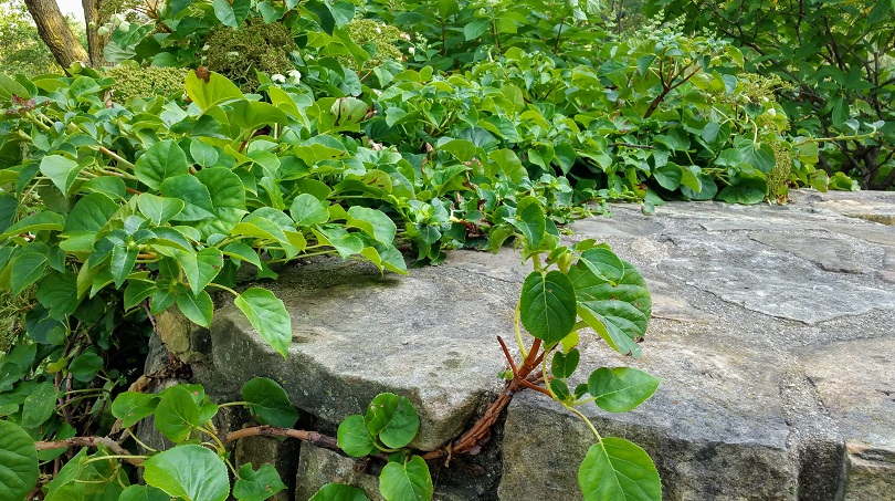 Leaves with Stone