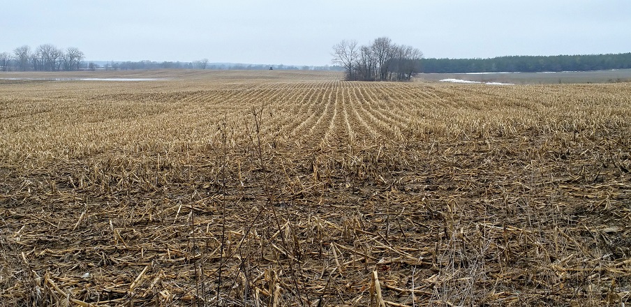 Cornfield During Winter