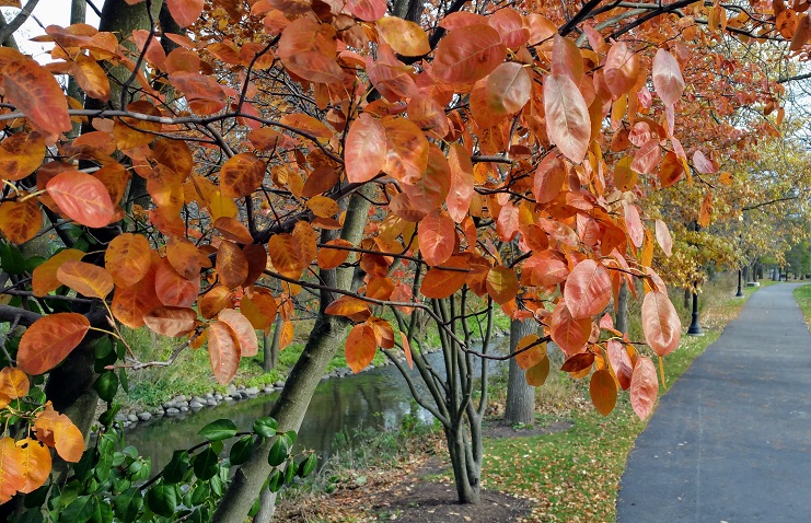 Red and Green Leaves