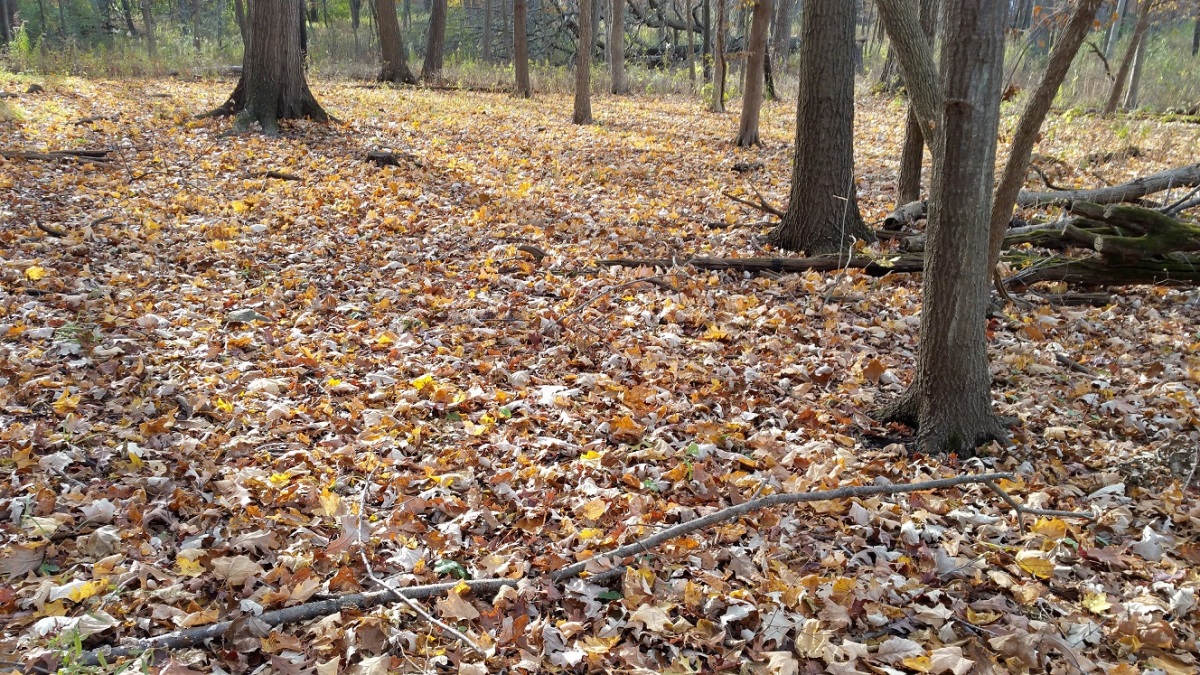 Leaf-Covered Forest Floor