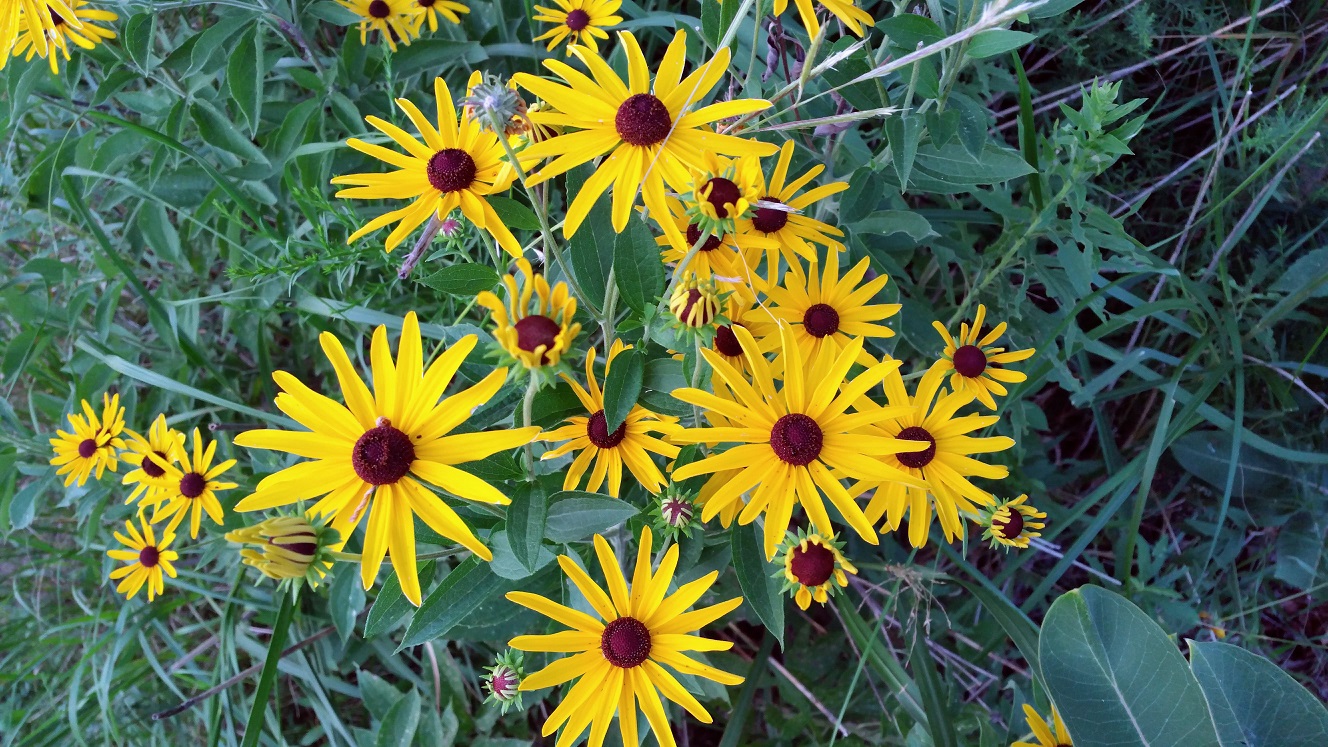 A Splash of Color Mostly Green and Yellow