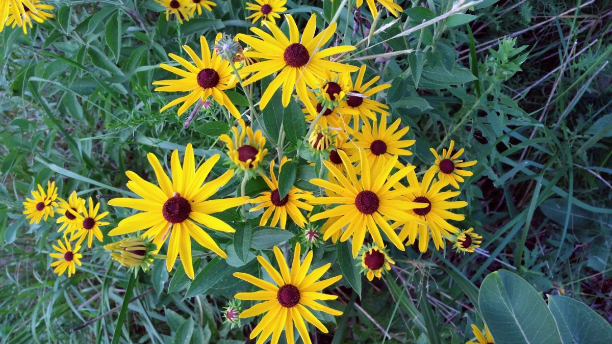 A Splash of&nbsp;Color