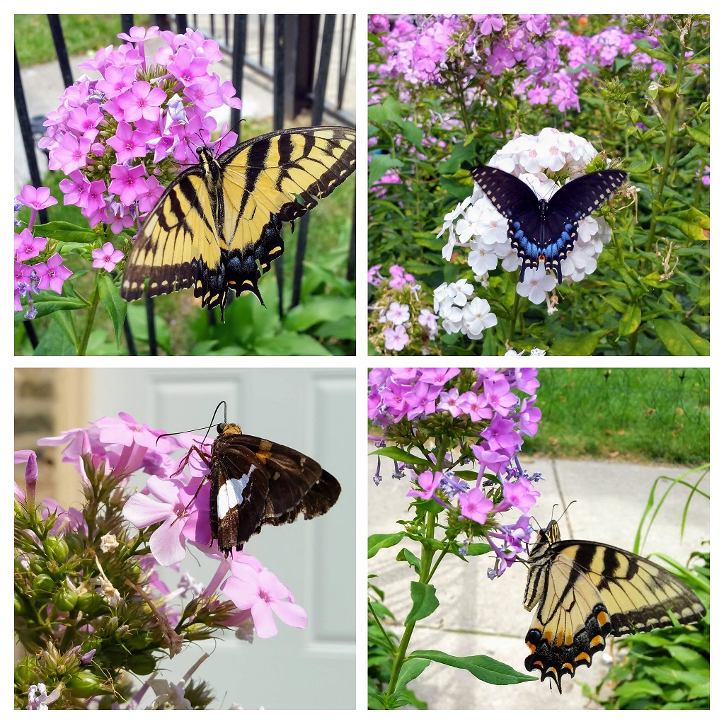 Butterflies in the Garden