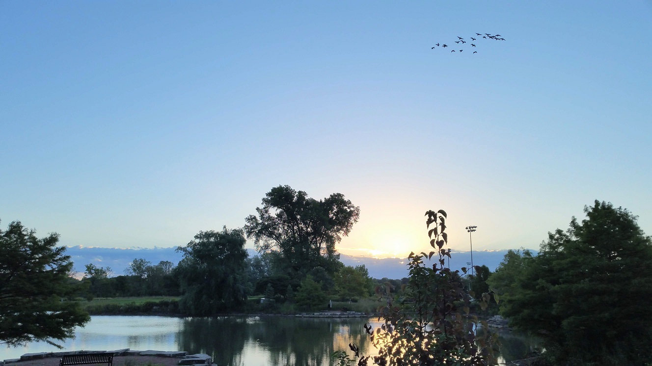 Morning Geese in Flight