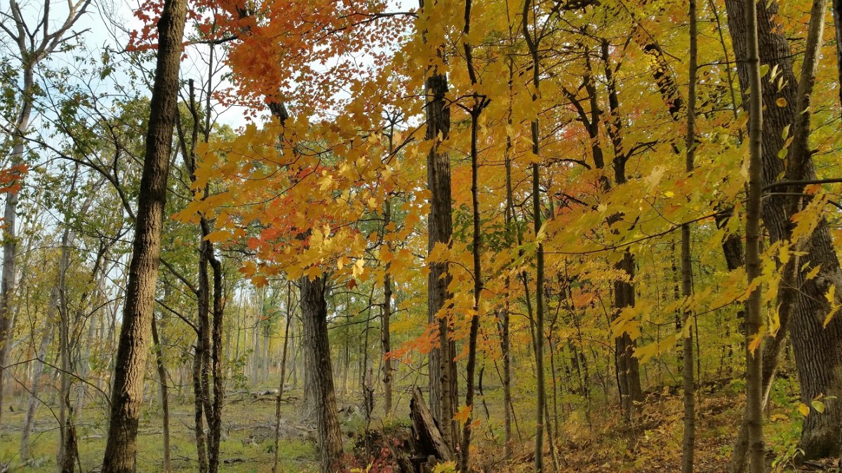 If you go down in the woods&nbsp;today