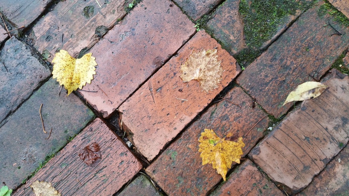 Bricks and Leaves