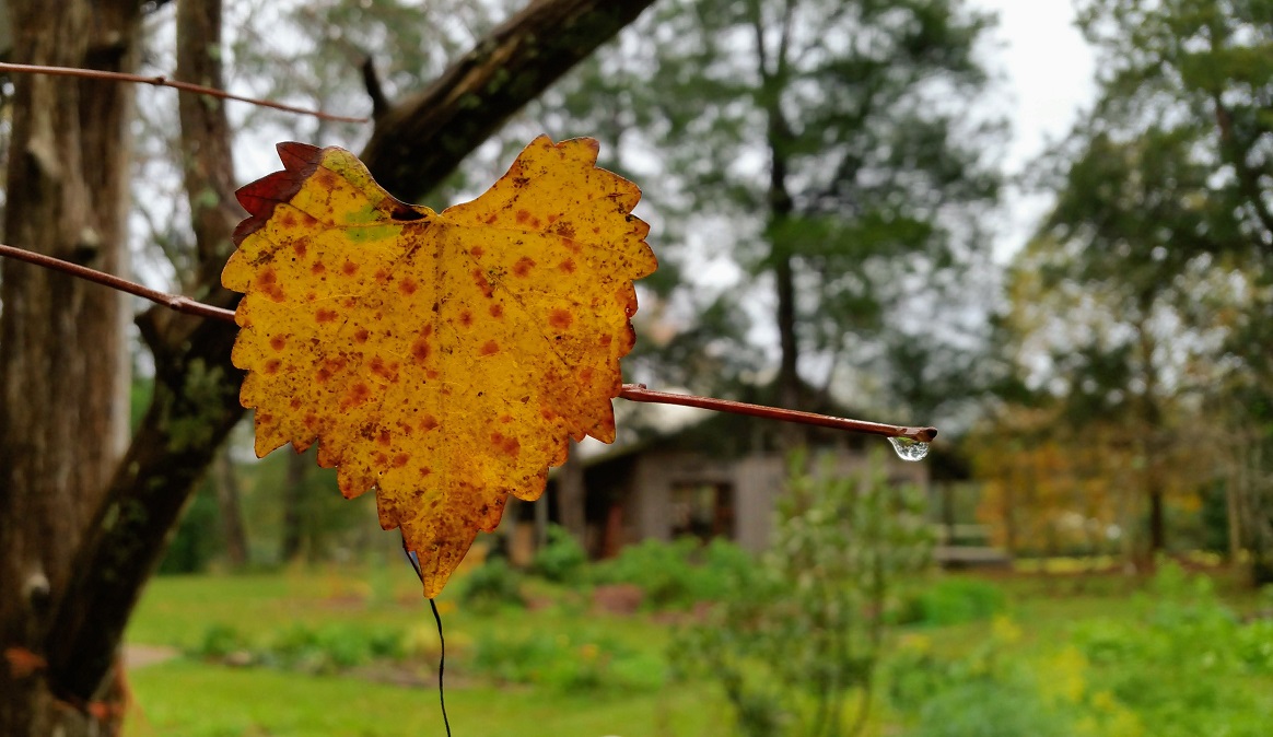 Leaf and Water Drop