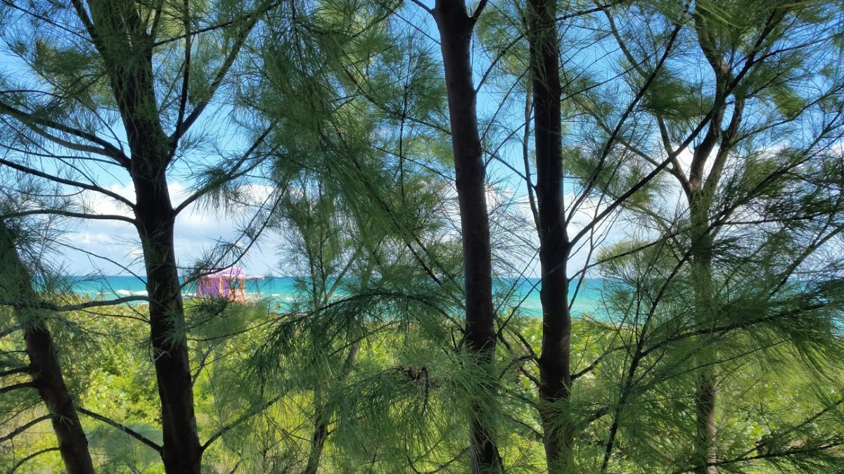 Ocean Through Pine Trees