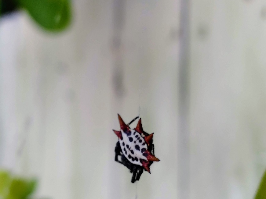 Spider White With Black Spots