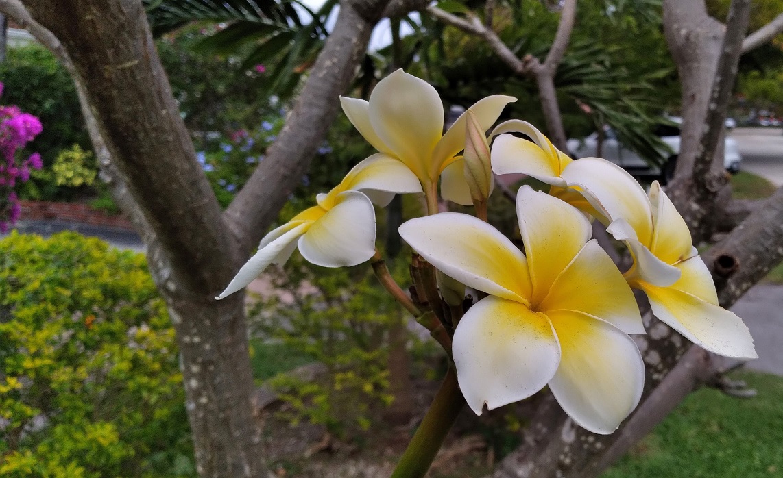 Blooming White and Yellow