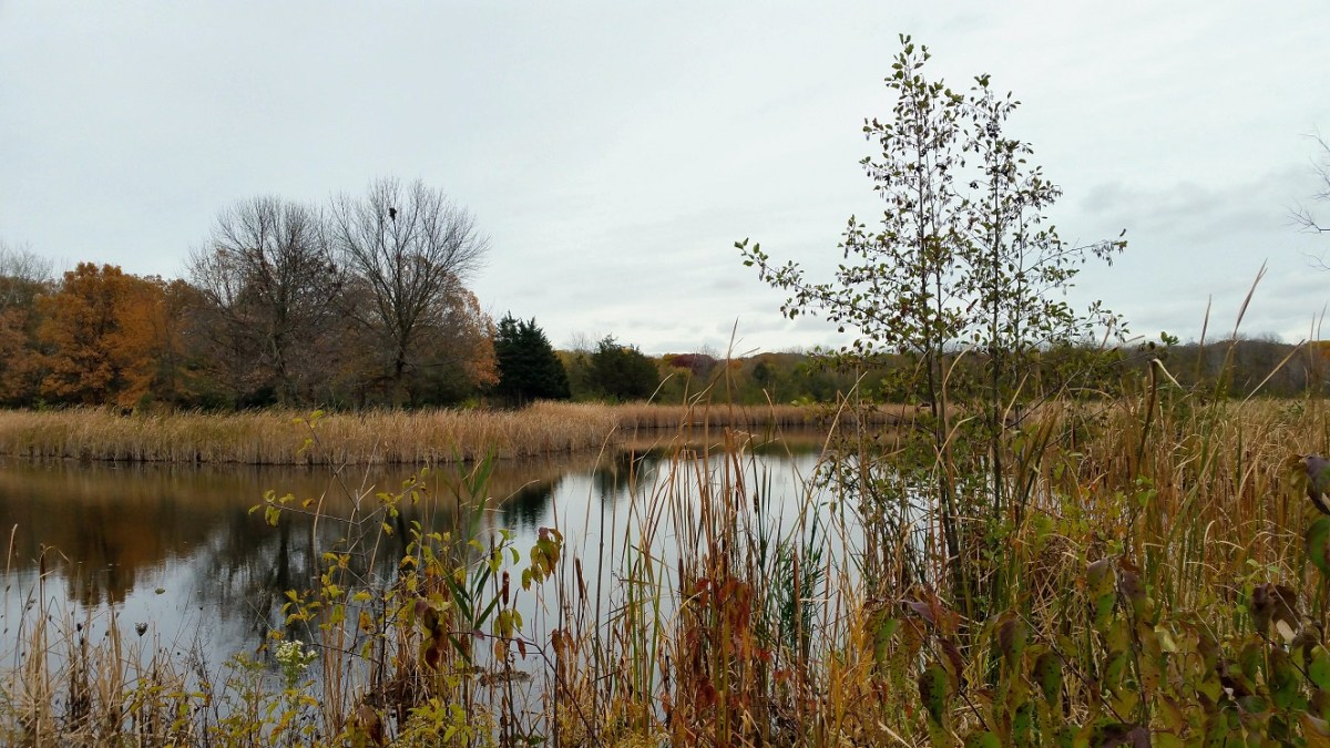 Fall Pond