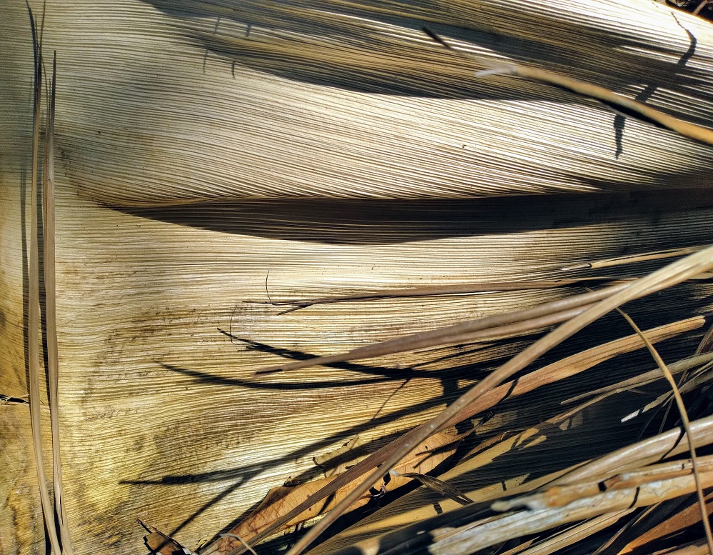 Fallen Palm Branch 3