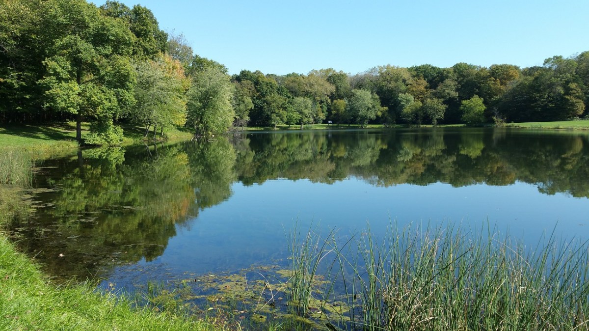 Pond Reflections