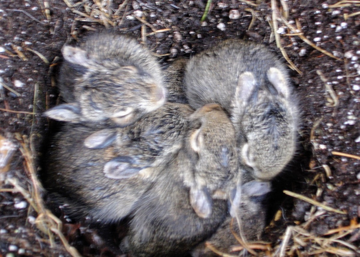 Baby Rabbits