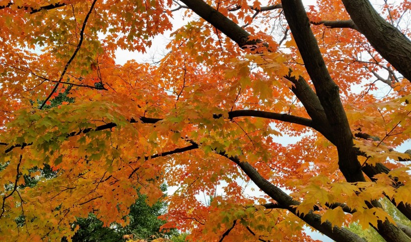 Fall Maple Leaves