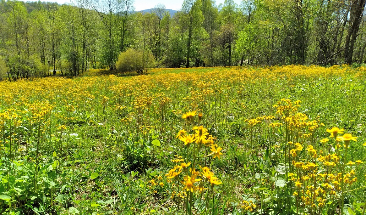 Blue Ridge Mountain Meadow