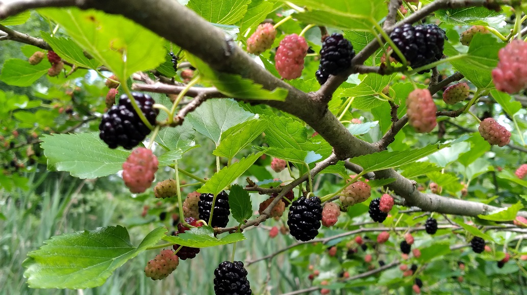 Mulberries