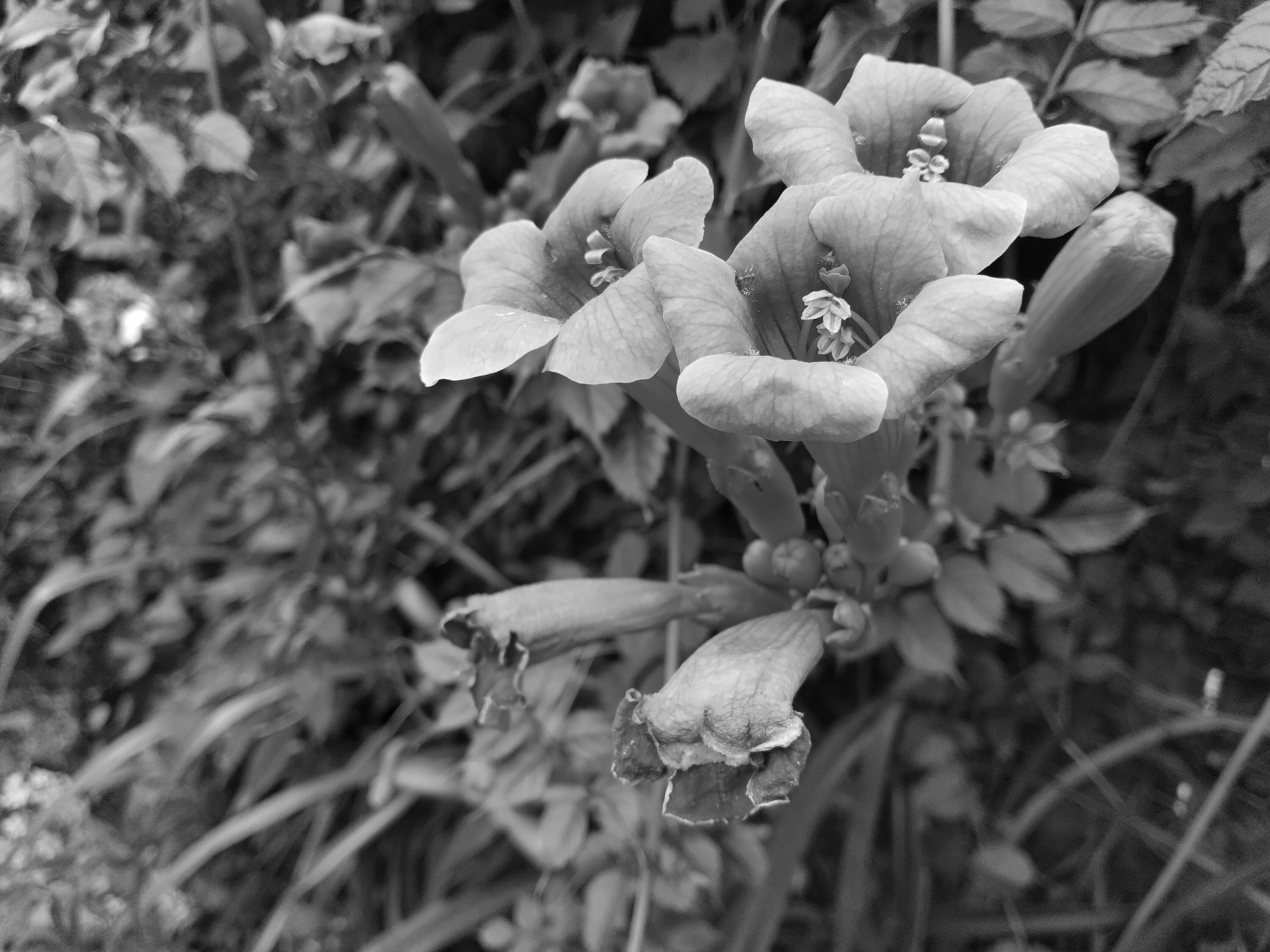 Black and White Version