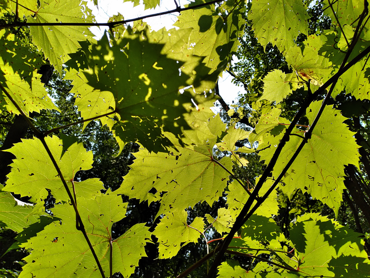 Leaves in the Sun