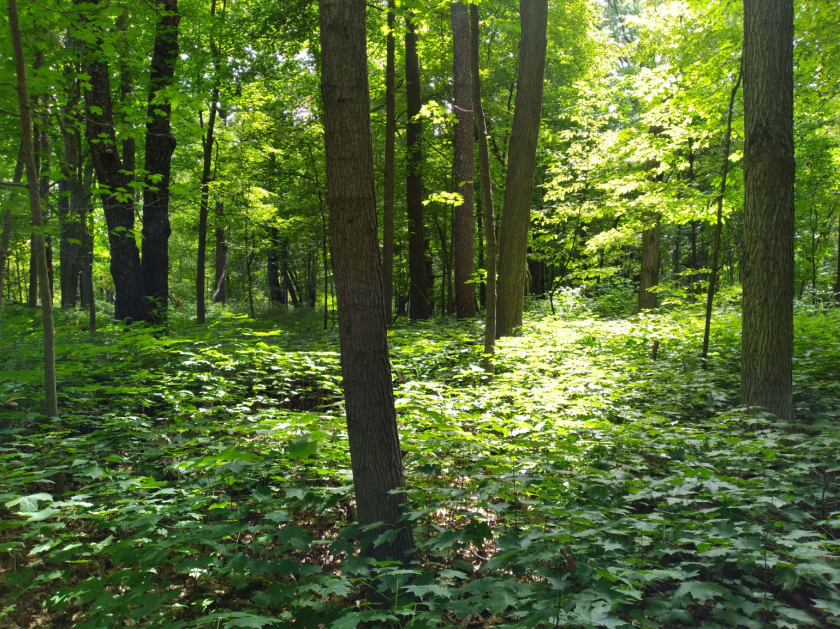 Maple Seedlings Understory