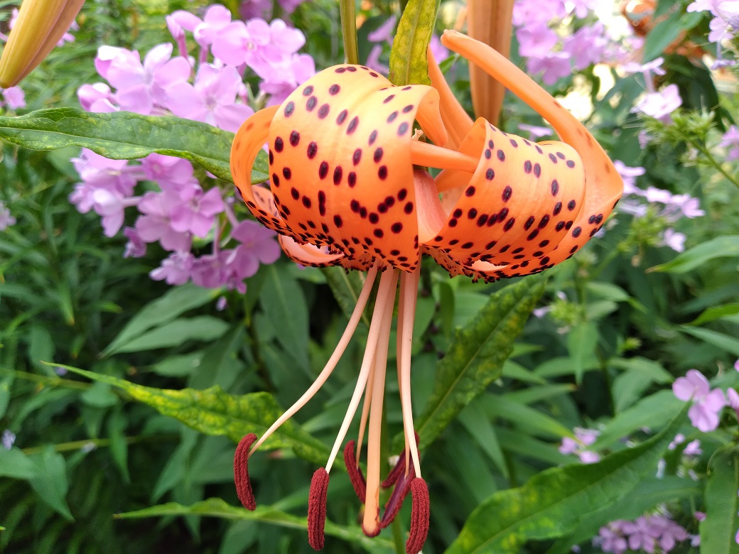 Sunday Walk 53 – Idolatry and the Distant Starlight&nbsp;Problem