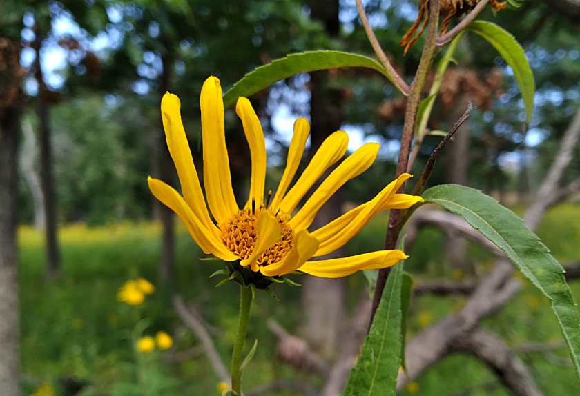 Focus on Yellow Blossom