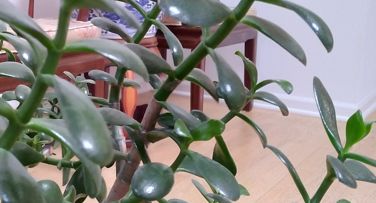 Jade Plant Up Close