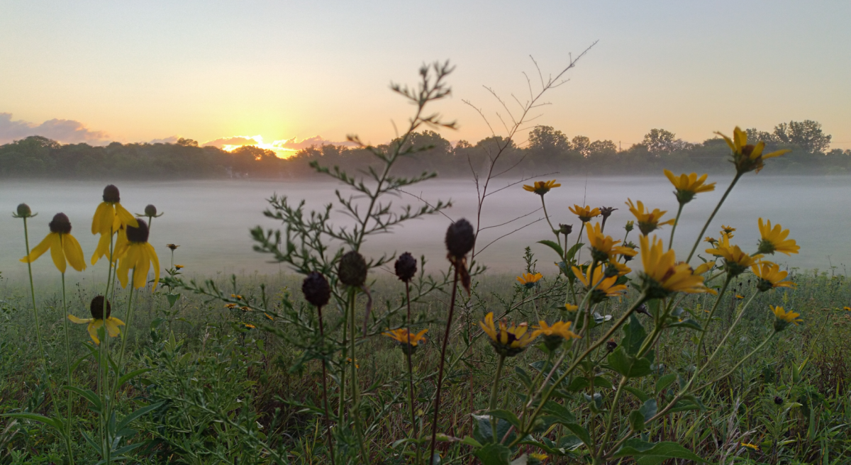 Morning Mist and Flowers