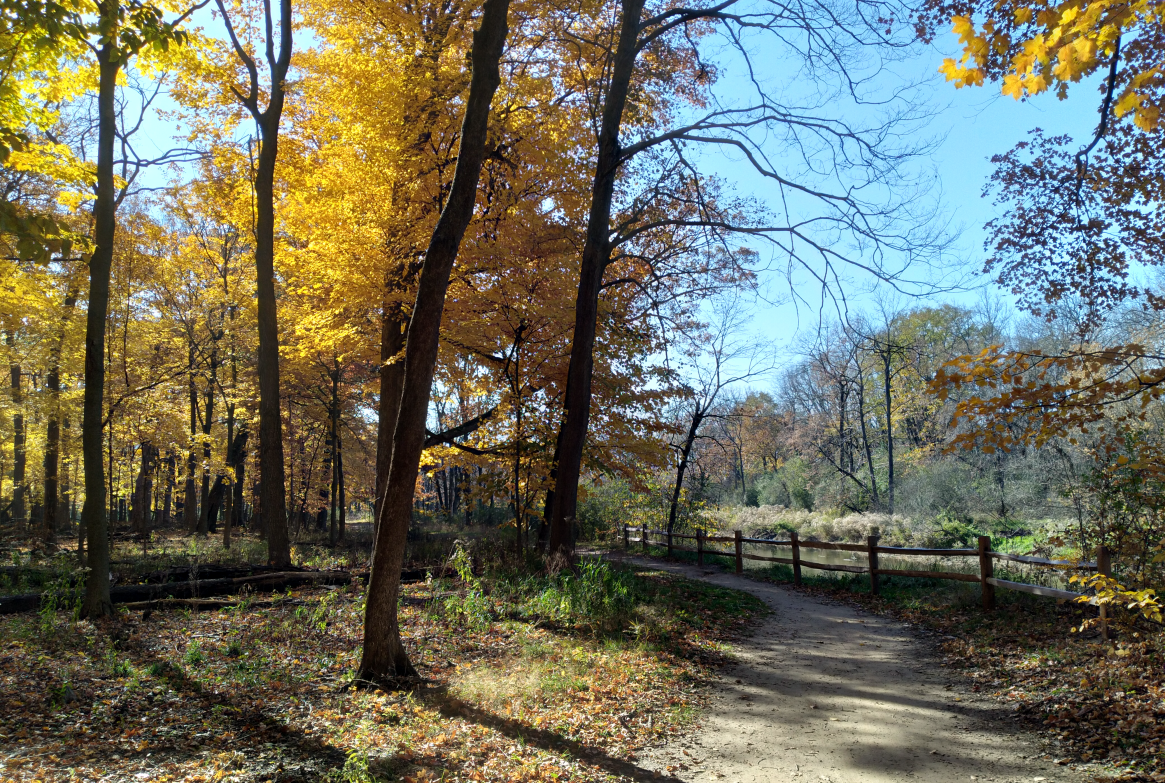Dam 1 Forest Preserve River