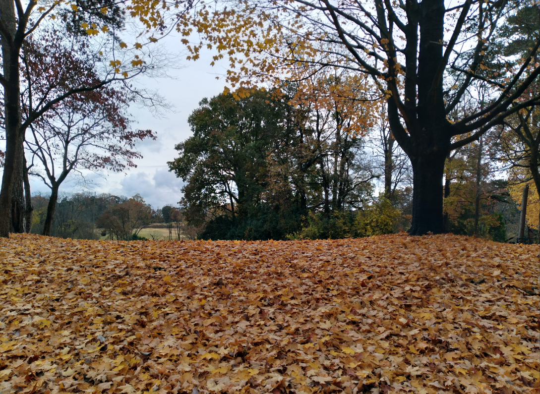 Maple Leave Ground Cover