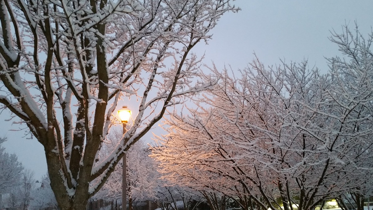 Street Lamp In Winter