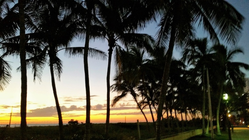 Sunrise through palm trees