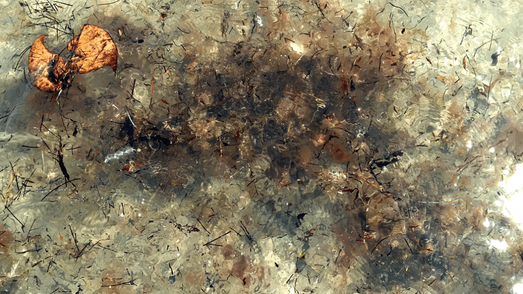 Seaweed floating into shore