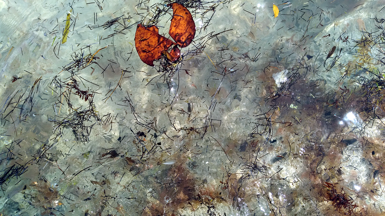 Seaweed floating to shore