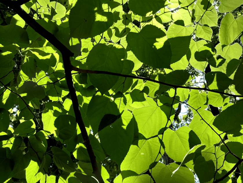 Leaves Dark and Light