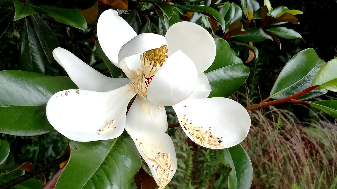 Melancholy—Six Sentence Story Poetry, Short Prose and Walking